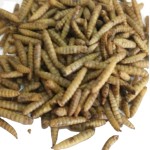 BSF Larvae Factory - Factory Wholesales Dried Black Soldier Fly Larvae Premium Insect-Based Pet Dry Food