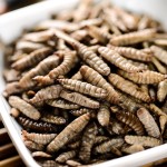 BSF Larvae Factory - Factory Wholesales Dried Black Soldier Fly Larvae Premium Insect-Based Pet Dry Food