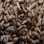Insect Food Supplier - Popular Natural Insect Mealworm Defatted Black Soldier Fly Larvae Dry Pet Food