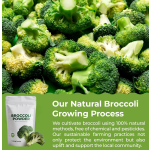 Natural Organic Broccoli Powder Factory - OEM Private Label Fiber Immune Vitamin C