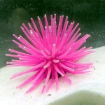 Sea Urchin Ornament Manufacturer - OEM Plastic Jellyfish Coral