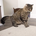 Cat Toy Factory - Plush Herbal Mouse Small Animal Toy Custom OEM