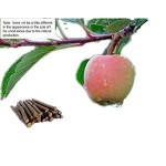 Pet Chew Toy Factory - Dried Apple Branch Rabbit Molar Stick Custom OEM