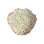 Pet Chew Toy Factory - Natural Loofah with Catnip Dental Cleaning Custom