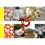 Chicken Weight Gain Booster Supplier - Multi Vitamin Growth Supplement