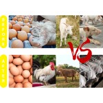 Livestock Multivitamin Supplier - OEM Cattle Sheep Goat Oral Solution