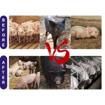 Pig Growth Booster Feed Factory - Fattening and Growth Promoter Additive