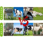 牛催乳剂供应商-维生素矿物山羊奶增强剂