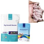 猪生长促进饲料添加剂厂家-批量猪营养补充剂