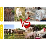 可溶维生素粉厂家-禽畜有机添加剂