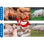 母猪护理添加剂供应商-猪健康仔猪生长促进剂