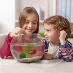 Aquarium Moss Balls Manufacturer - Aquatic Plants Decorations