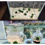 Aquarium Moss Balls Manufacturer - Aquatic Plants Decorations