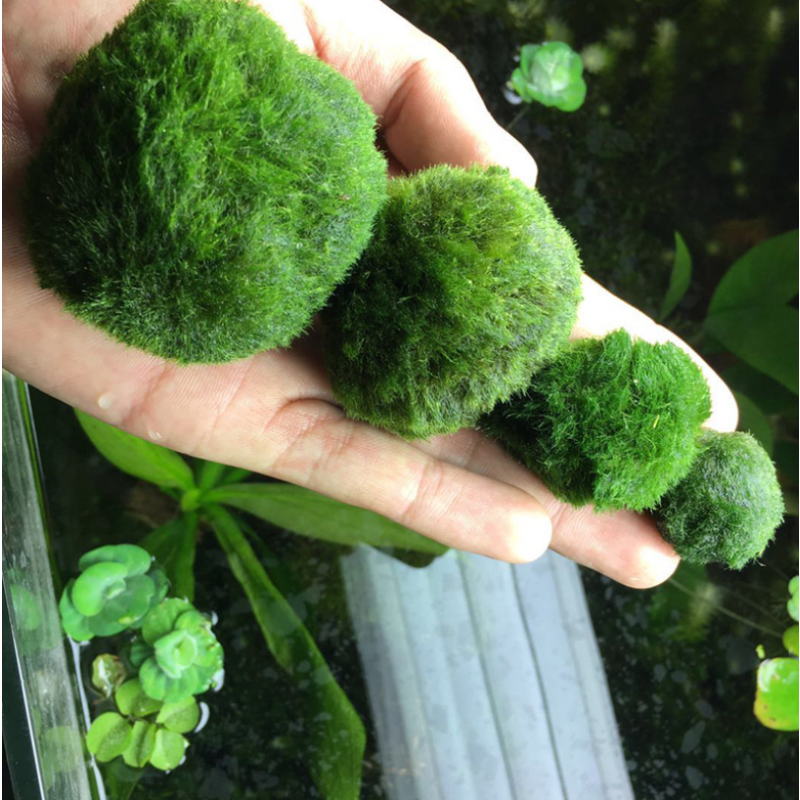 Aquarium Moss Balls Manufacturer - Aquatic Plants Decorations
