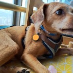 宠物ID牌厂家-可定制QR码耐用硅胶