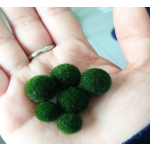 Aquarium Moss Balls Manufacturer - Aquatic Plants Decorations