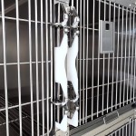 Veterinary Cage Manufacturer - Thirteen Compartments Customized