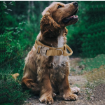 战术狗项圈厂家-可调尼龙背带重金属