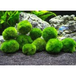 Aquarium Moss Balls Manufacturer - Aquatic Plants Decorations
