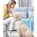 宠物狗项圈厂家-可定制印花logo涤纶柔软