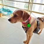 宠物ID牌厂家-可定制QR码耐用硅胶