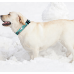 宠物狗项圈厂家-可定制印花logo涤纶柔软