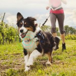 宠物床生产商-皮革标软绒可拆洗