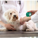 宠物粘性绷带供应商-批量自粘无纺布包裹