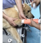 兽医夹板供应商-柔软铝垫防水泡沫