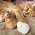 宠物毛发纪念品厂家-玻璃存储盒胶囊