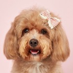 狗发夹厂家-生日3D亮片兔子耳朵