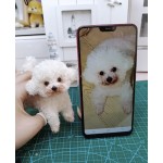 宠物纪念娃娃厂家-手工可定制独特