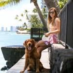 狗伸缩牵引绳厂家-自动加垫户外