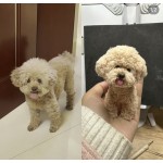 宠物纪念娃娃厂家-手工可定制独特