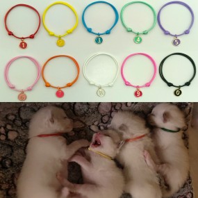 Pet Identification Collar Supplier - Marked with Numbers Rope
