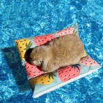 宠物暖垫厂家-兔子蹲姿季节通用