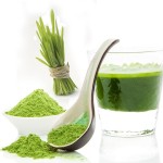 Barley Grass Powder Factory - Private Label Juice Extract