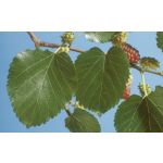 Mulberry Leaf Extract Powder Factory - OEM Custom Organic Supplement