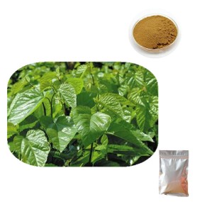 Mulberry Leaf Extract Powder Factory - OEM Custom Organic Supplement