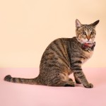 猫项圈生产商-定制可调尼龙安全扣