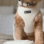 犬用背带套装生产商-热门定制配套项圈领结