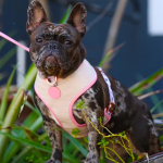 宠物背带厂家-高品质PU皮革2合1可翻转