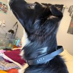 狗项圈厂家-可定制耐用手柄防水