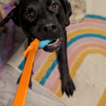 宠物互动玩具厂家-新款彩色PVC绳