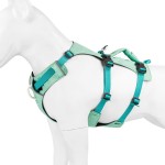 狗背带套装厂家-厂家批发低价起订加固