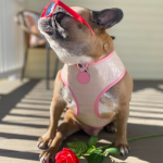 宠物背带厂家-高品质PU皮革2合1可翻转