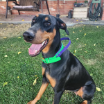 狗项圈厂家-可定制耐用手柄防水