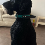 狗项圈厂家-防水PVC易清洁可调