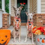 宠物背带厂家-时尚氯丁橡胶加垫套脚式