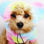 狗卫衣厂家-豪华加垫毛绒外套冬季